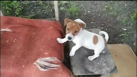 training of puppies Jack Russell Terrier