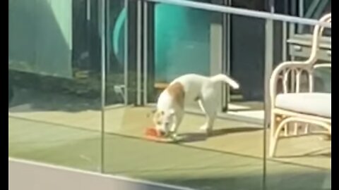 Dog spotting ~ Sunny pup enjoying his squeaky carrot 🥕 - SOUND ON