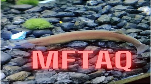 MFTAQ - Fish Talk Friday's Live Stream #27 12ET / 11CT