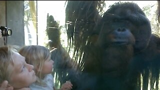 Orangutan Hangs Out With The Kids At Cameron Park Zoo
