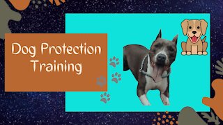 Dog Training- Protection