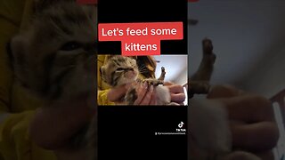 Lets feed some Kittens