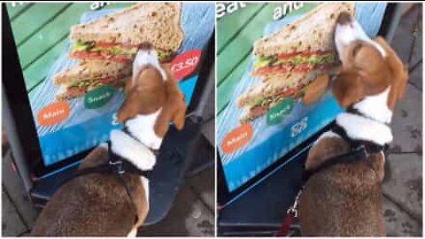 Hund försöker äta smörgås på reklamaffisch