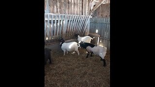 Black and white yearling boer billy goat