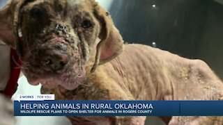Wildlife rescue plans to open shelter for animals in Rogers County