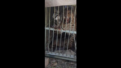 The indian leopard attack
