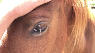 Review of all the horses and the feeding regime. The young horses are nice and round