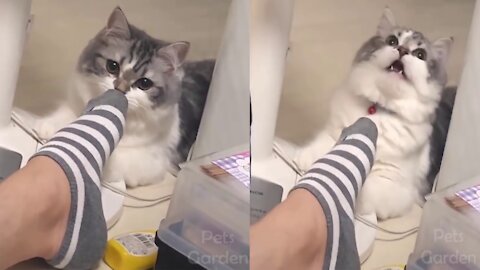 Cat Sniffing Owners Feet Funny REACTION