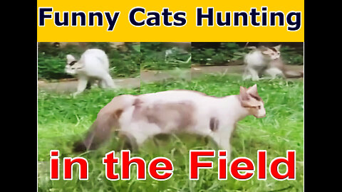 Funny Cats Hunting in the Field! MayaFunnyVideo