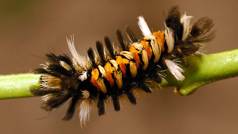 Milkweed Tussock Moth Caterpillar