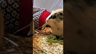 Guinea pigs munching bamboo