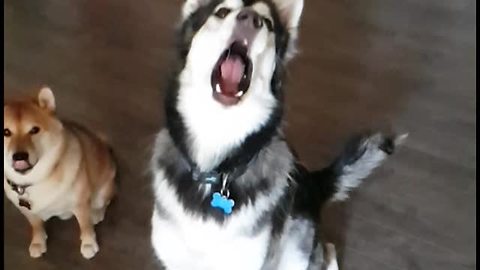 Husky And Shiba Inu Fail To Catch Treats In Slow Motion