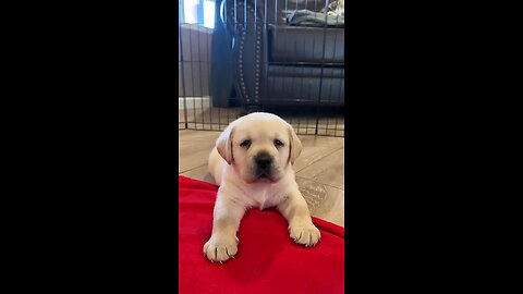 Show the claw who’s boss!! 🐾🥰 #labrador #pets #puppy #doglover #lifewithlabradors.mp4