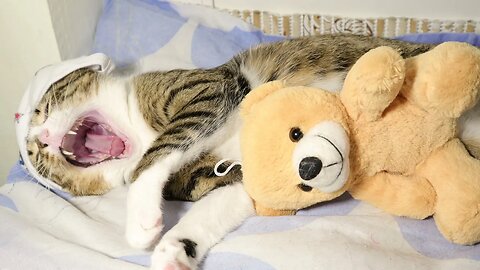 Yawning Cat with Teddy Bear