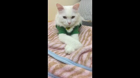 Cat moves short clip