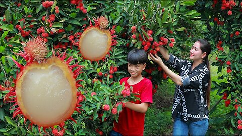 Extreme sweet Red Rambutan Harvest fruitful rambutan in my homeland Juicy rambutan eat cream