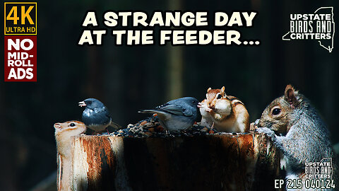 A Strange Day At The Feeder ...