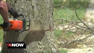 Tree falls on postal worker delivering mail in South Lyon