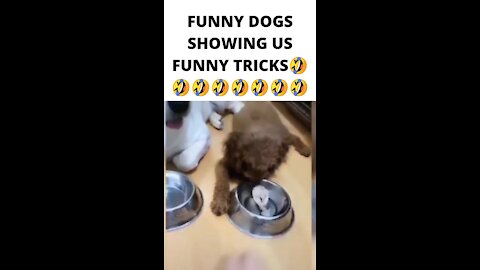 FUNNY DOGS SHOWING US FUNNY TRICKS