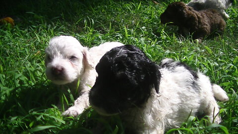 4 baby Hava/Bishon-poo's at 22 days old! So Cute!