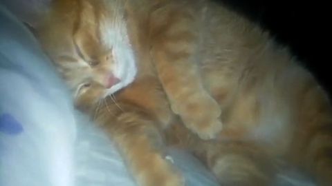 Cute Cat Has A Monstrous Snore