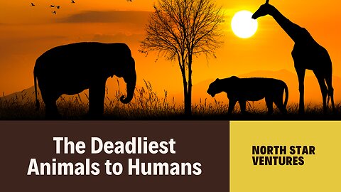 The Top 3 Deadliest Animals to Humans 🐾 Nature’s Most Lethal