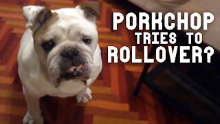 Chubby bulldog tries his best to perform 'rollover' for treats