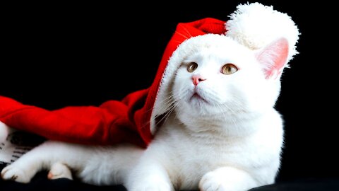 Kitten White Cat Cute Homey Feline