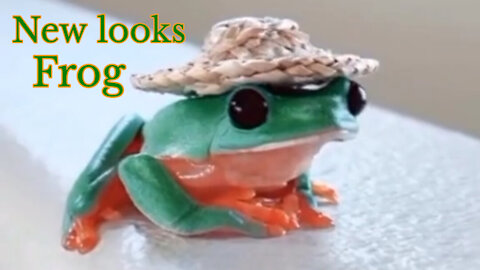 King Frog #frog #shorts #animals #viral #tiktok #tiktokvideo