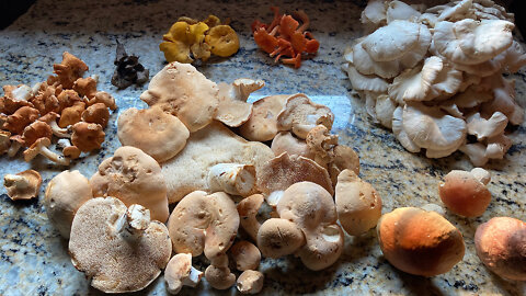 Mushroom Hunting In August In Northern Michigan