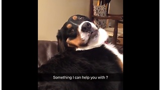 Dog gives ridiculous face for the camera