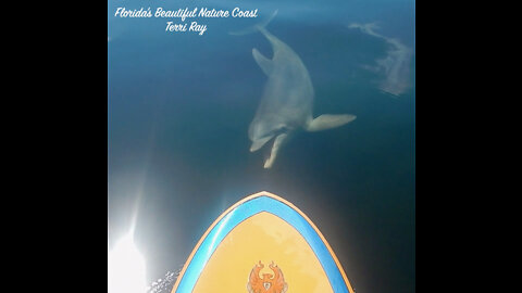 Paddling The Chaz With a Dolphin Friend