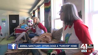 Animal Sanctuary offers dogs a "furever" home