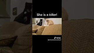 Kittens The most deadly creatures