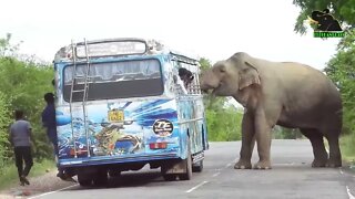 A severe elephant attack on a bus People fall down in fear 8