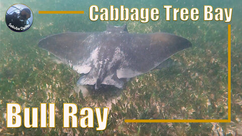 Bull Ray | Scuba Diving at Cabbage Tree Bay (CTB) | Apr 2021