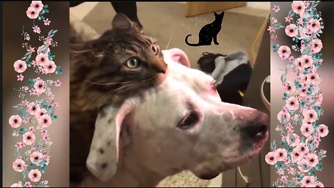 Dog Cat Funny Videofunny animal videos|cute animal videos|dog and cat funny