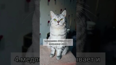 #shorts Смешные Коты Из Тик Тока 127 Funny Cats From Tiktok