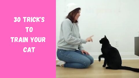 30 Tricks To Teach Your Cat | How To Train Your Cat?