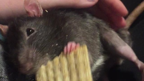 Pan, The Special Needs Rat, Eats Upside Down