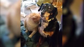 Dog And Cat Are Best Friends