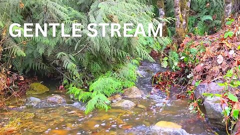 Soothing sounds of a gentle stream to help you relax and fall asleep.