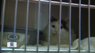 Animal shelter volunteers come out in droves for the holiday