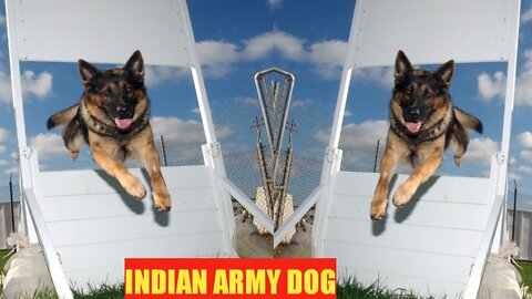 NEW 🇮🇳 INDIAN 🇮🇳ARMY 🐕🇮🇳 DOG 🇮🇳 TRAINIG