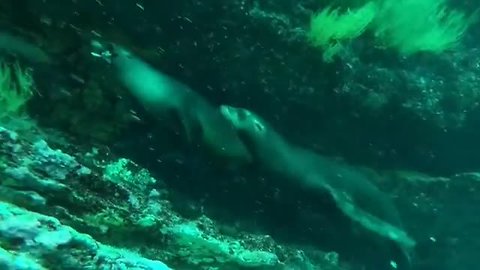 Pair of sea lions chase after starfish