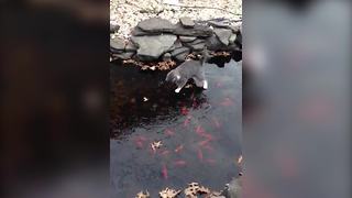 "Cute Kitten Plays With Friends In The Pond"