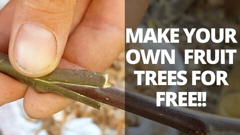 Grafting Fruit Trees Using a Wedge Graft (Complete Guide)
