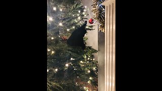 Cats addicted to playing in Christmas tree