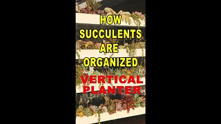 How succulents are organized #shorts #succulent #gardening