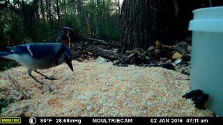 Blue Jays🐦 🐦 at dusk 🌇 feeding🥣 #cute #funny #animal #nature #wildlife #trailcam #farm #homestead